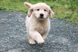 Roaming Rovers Dog Kennels Inc.