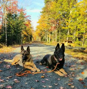Wyndenfog Kennels