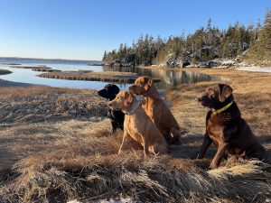 Red Spruce Retriever
