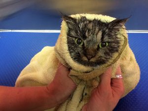 Purrfection Cat Grooming