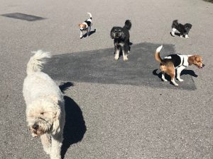 Lenny and Friends Dog Walking Service