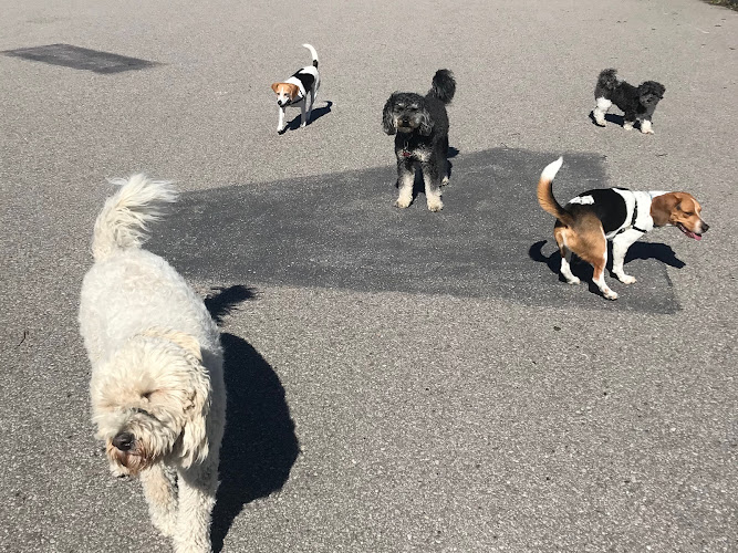 Lenny and Friends Dog Walking Service