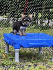 SUPER PUPPY EDUCATION