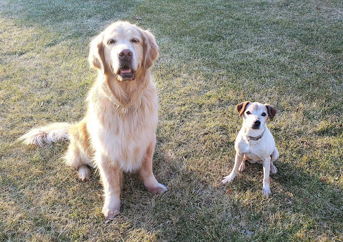DogsUnlimited Dog Training & Behaviour Professionals