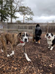 Packlife Dog Retreat Kitchener