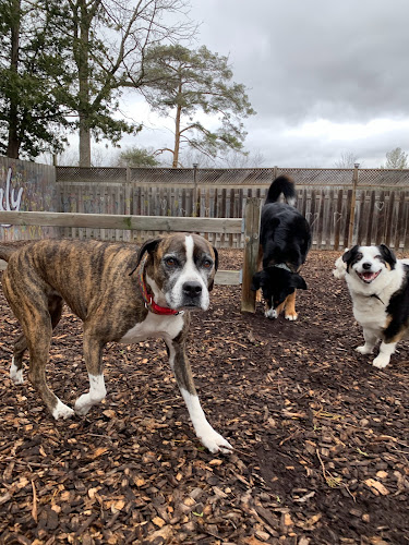 Packlife Dog Retreat Kitchener