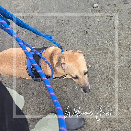 South Shore Pet Sitting
