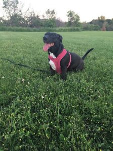 Grand Falls Pet Sitting