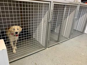 Garderie canine le havre de Caro