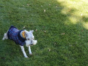 Stonebridge Veterinary Hospital