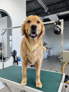 Pet Palace – Pet Grooming, Pet Hotel & Pet Daycare