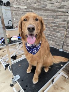 Buddy’s Pet Grooming & Spa