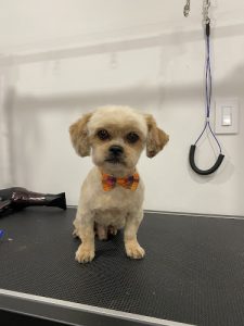 Titan Dog Grooming
