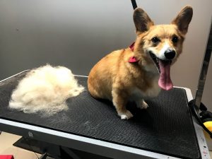 Tip-Top Tailz Pet Spa