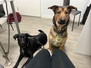 Gateway Veterinary Centre