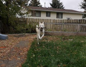 Who’s A Good Girl?