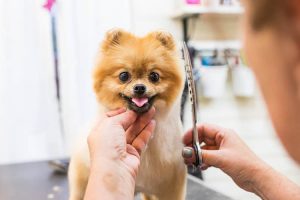 PetMo宠物店 – Pet Grooming & Pet Supply