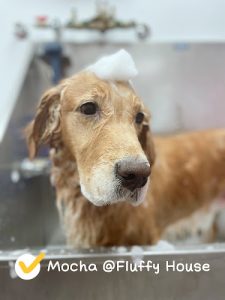 Fluffy House Pet Grooming & Supplies 宠物美容 用品店