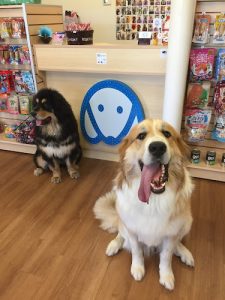 The Champion Dog’s Club 犬工房