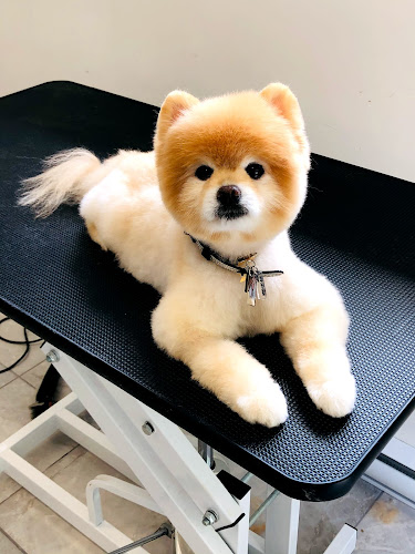 Cute Puppy Grooming Salon