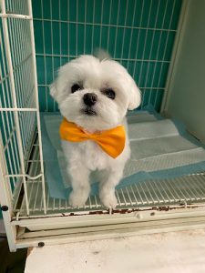 One de Fur pets spa and boutique Burnaby