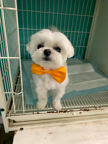 One de Fur pets spa and boutique Burnaby