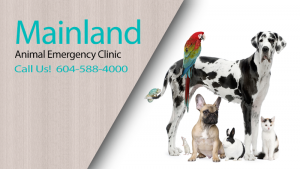 Mainland Animal Emergency Clinic Surrey