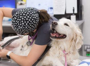 Animal Emergency Clinic of the Fraser Valley