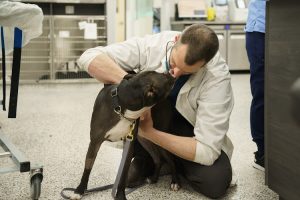 Boundary Bay Veterinary Specialty Hospital