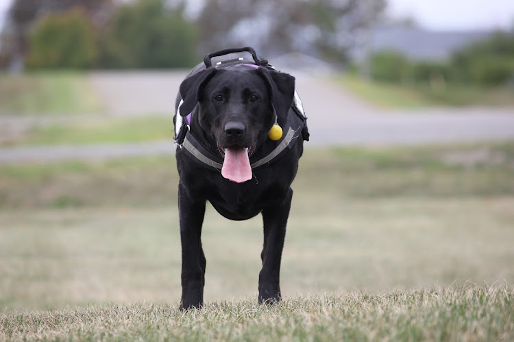 Maritime Dog Training