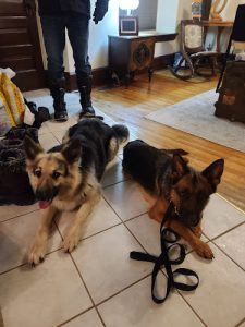 K9 Focus Dog Training