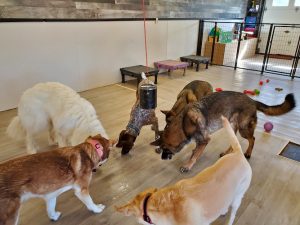 TopDog’s Mutt-e-Ssori