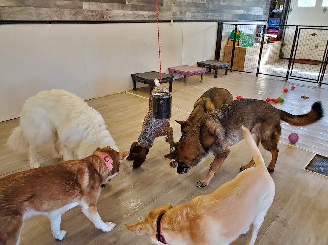 TopDog’s Mutt-e-Ssori