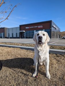 VCA Canada District Animal Hospital & Urgent Care