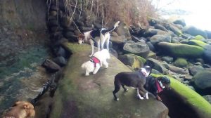 Dog Walkers Vancouver