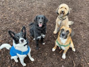 Field Trip Dog Walking and Training