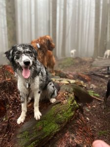 Indiana Bones Dog Adventures