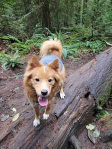 Working Dog Adventure Walks Vancouver