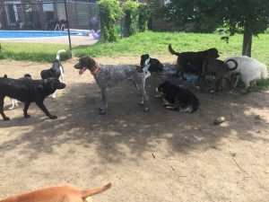 Happy Paws Dog Daycare