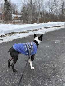 Alaska’s Pack – Dog Walking