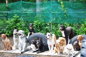 Total Dog Care Home Based Daycare for Dogs