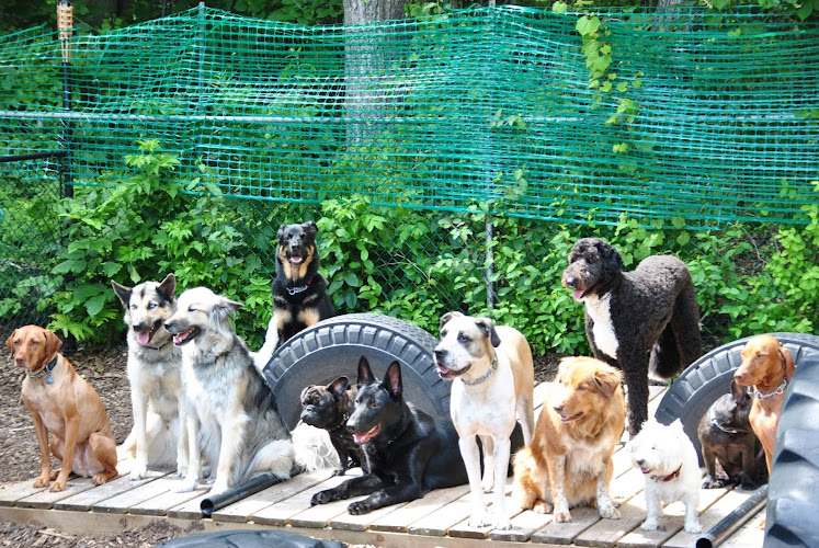 Total Dog Care Home Based Daycare for Dogs