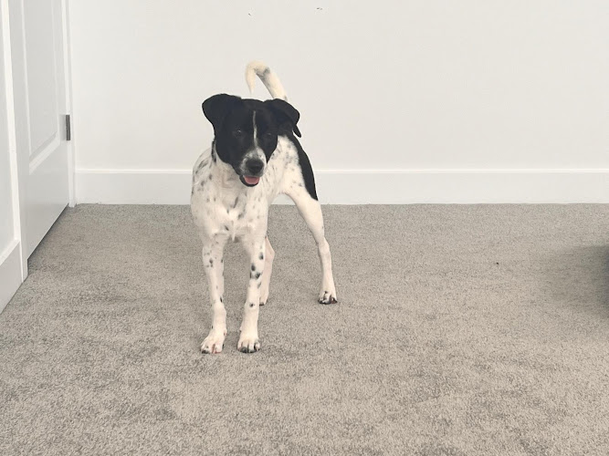 Your dog is my dog