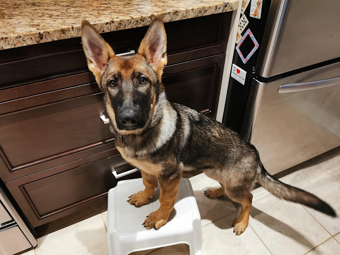 Kennel Club Boarding