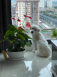 Priority Pet Boarding Services Inc.