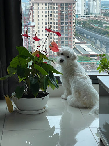 Priority Pet Boarding Services Inc.