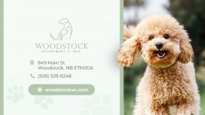 Woodstock Veterinary Clinic Inc