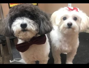 Heather’s Dog & Cat Grooming in Britannia Village