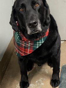 Toilettage Patcho’s Grooming