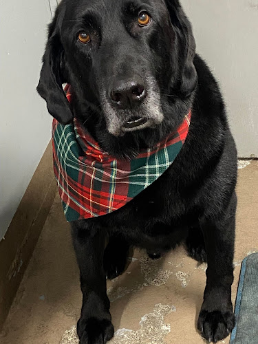 Toilettage Patcho’s Grooming